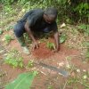 planting cocoa during ffs in goaso